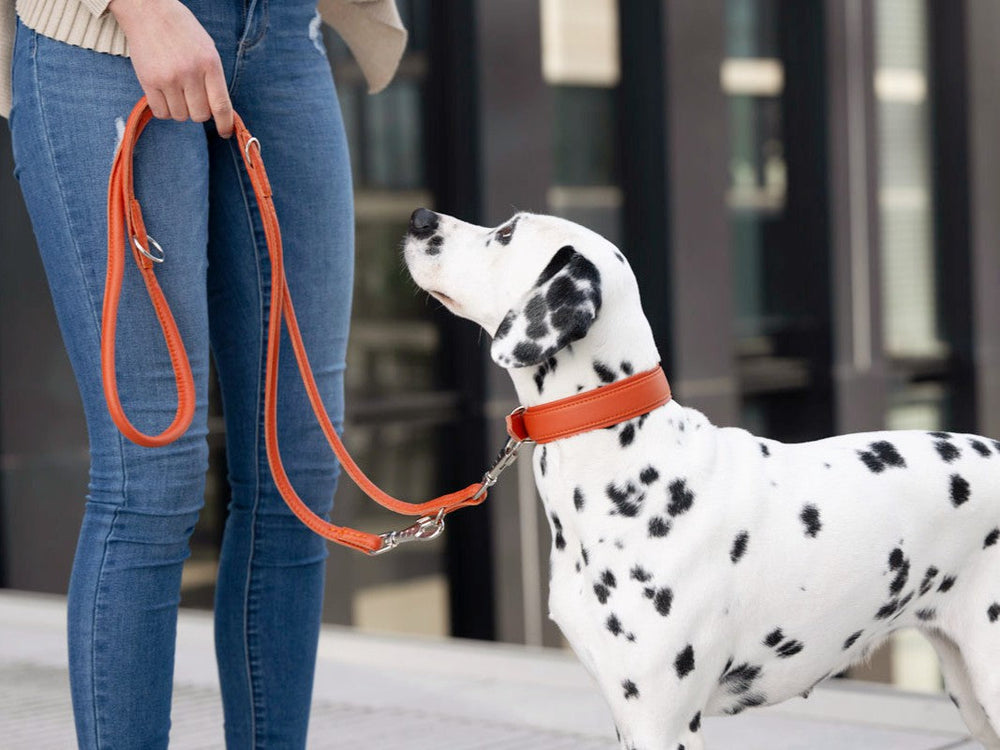 Person mit Dalmatiner an orangefarbener Leine, gekleidet in beiger Strickjacke und Jeans, unterwegs im Freien.
