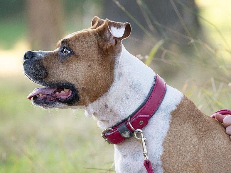 Hund mit braun-weißem Fell und rotem Halsband, seitlich abgebildet, lächelt aufmerksam in die Kamera.