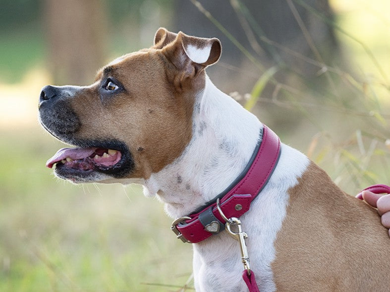 Hund mit braun-weißem Fell und rotem Halsband, seitlich abgebildet, lächelt aufmerksam in die Kamera.