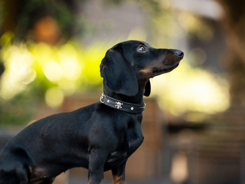 Schwarzer Dackel mit glänzendem Fell trägt ein schwarzes Halsband mit Totenkopf-Design und schaut neugierig nach oben.