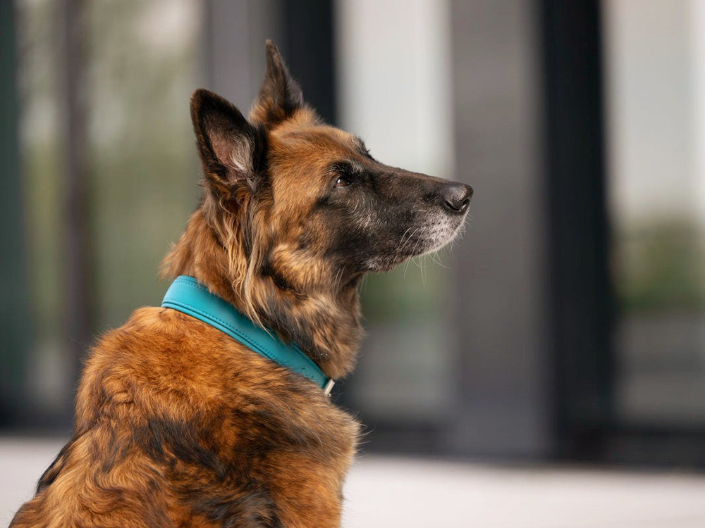 Hund mit braunem, gestromten Fell trägt ein blaues Halsband im Hintergrund mit unscharfer Umgebung.