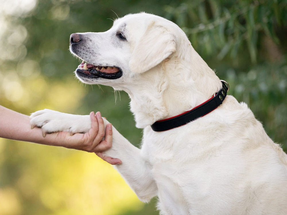 Weißer Labrador stützt sich mit einer Pfote auf eine Hand, trägt schwarzes Halsband mit rotem Rand, unscharfer grüner Hintergrund.