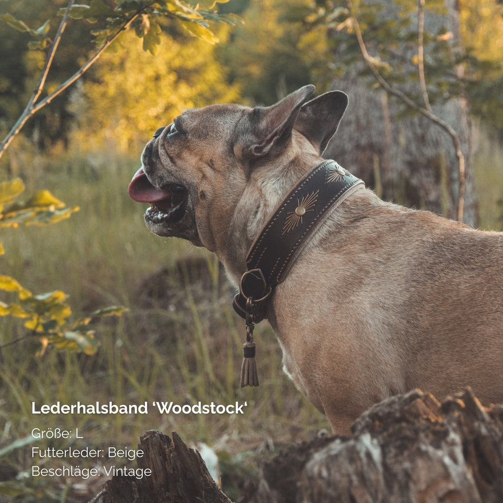 Französische Bulldogge trägt braunes Lederhalsband "Woodstock" mit beigen Details im Vintage-Look.