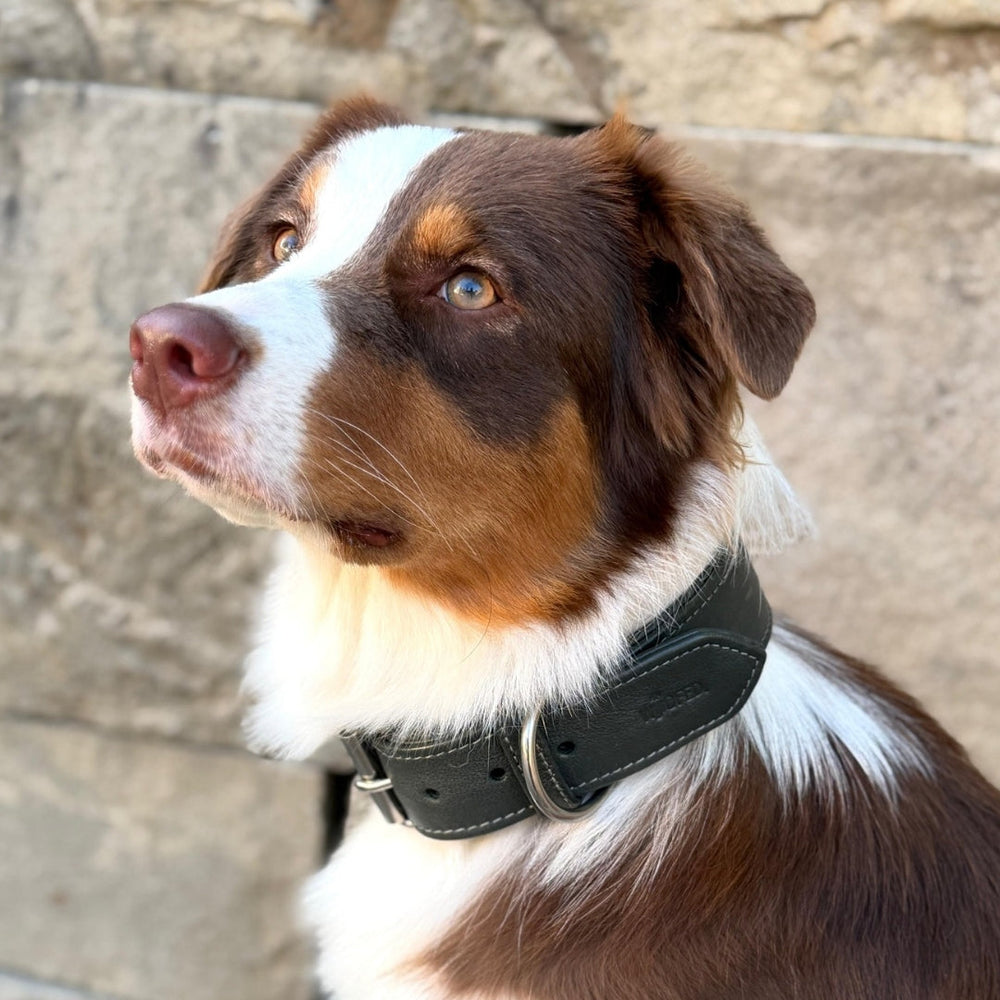 Hund mit braunem und weißem Fell sitzt an einer Wand und trägt ein schwarzes Lederhalsband.