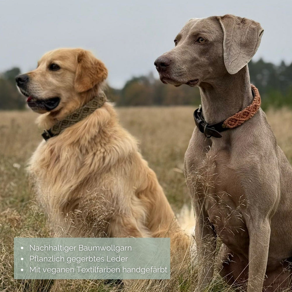 Zwei Hunde, ein Golden Retriever und eine Weimaranerin, tragen das Makramee Lederhalsband 'Boho' in der Natur.