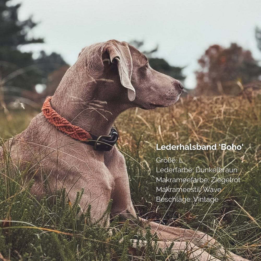Hund mit Makramee Lederhalsband 'Boho' in einer grünen Umgebung, umgeben von Gras. Elegantes, dunkles Design.