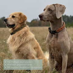 Zwei Hunde, ein Golden Retriever und eine Weimaranerin, tragen das Makramee Lederhalsband 'Boho' in der Natur.