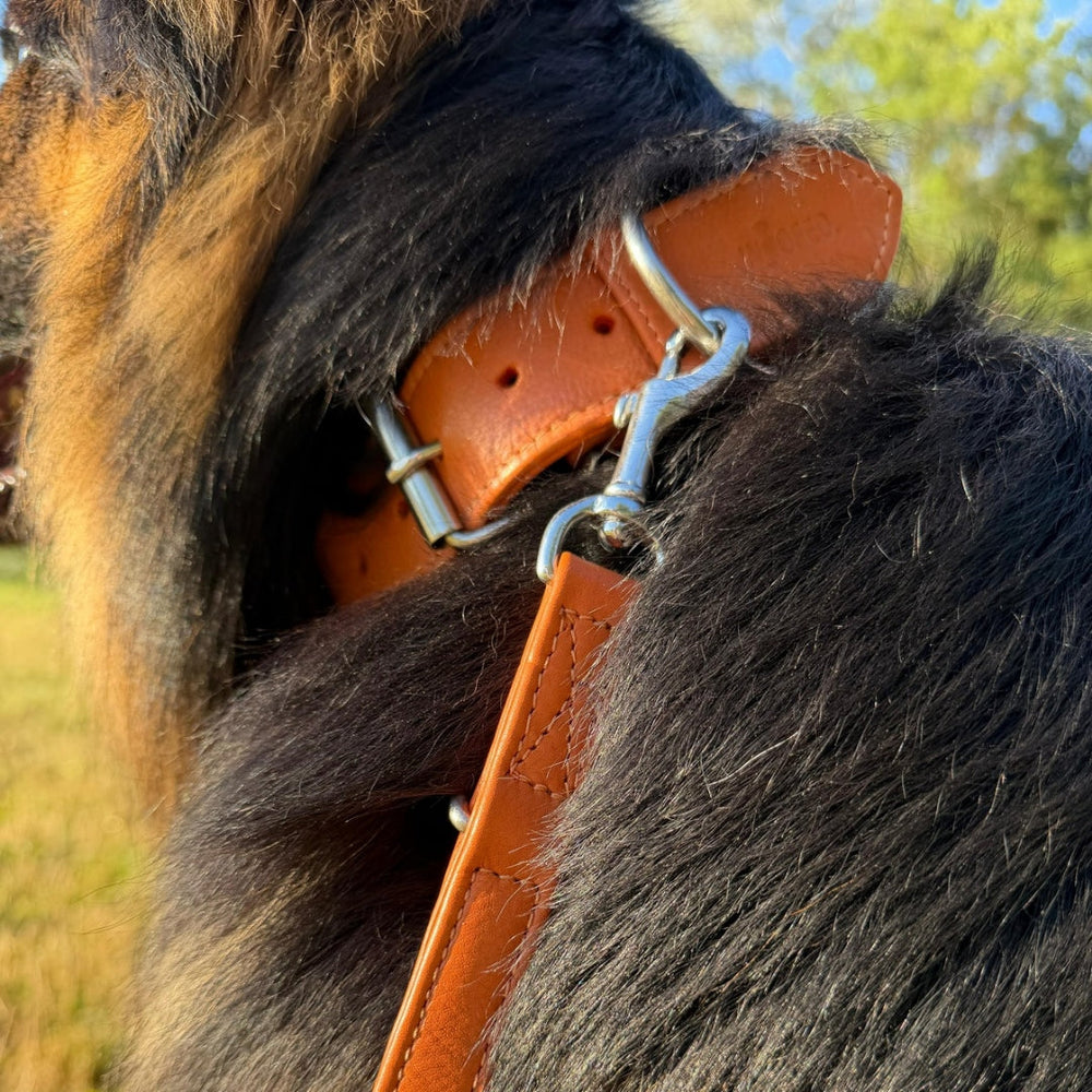 Hund mit schwarzem Fell trägt ein orangefarbenes Lederhalsband Classic Soft vor verschwommenem Baumhintergrund.