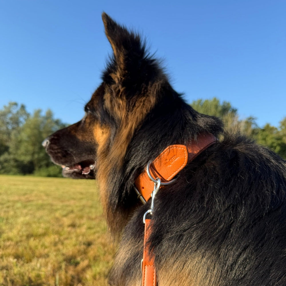 Schwarzer Hund mit braunen Akzenten trägt ein oranges Lederhalsband auf einem Feld, umgeben von blauem Himmel.