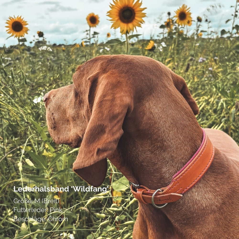 Hund im sonnigen Feld mit orangefarbenem Lederhalsband 'Wildfang', Größe M, umgeben von Sonnenblumen.