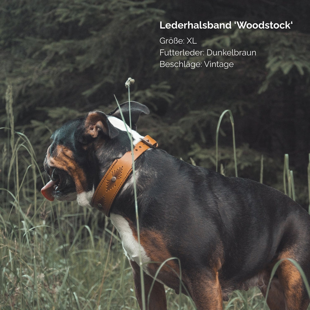 Lederhalsband Woodstock in XL mit dunkelbraunem Futterleder und Vintage-Beschichtung für stilvolle Hunde.