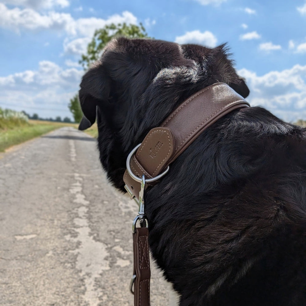 Schwarzer Hund an braunem Lederhalsband auf einer Straße, umgeben von Wiesen und klarem Himmel.