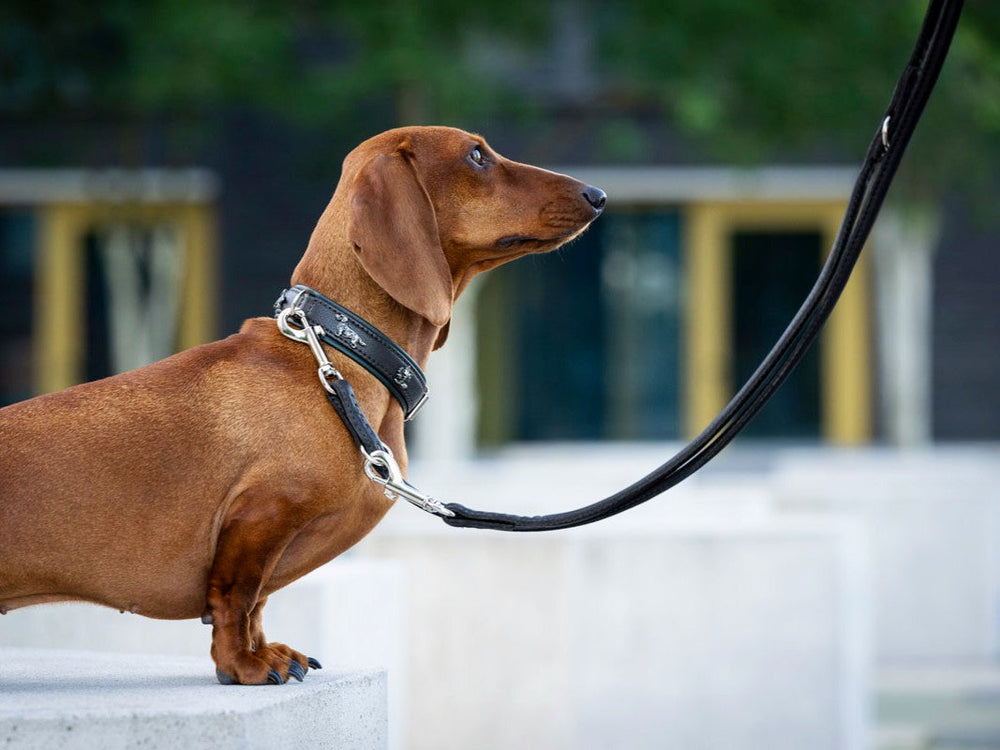Dackel mit schwarzem Geschirr und Lederleine auf einem Podest, verschwommene Natur im Hintergrund.