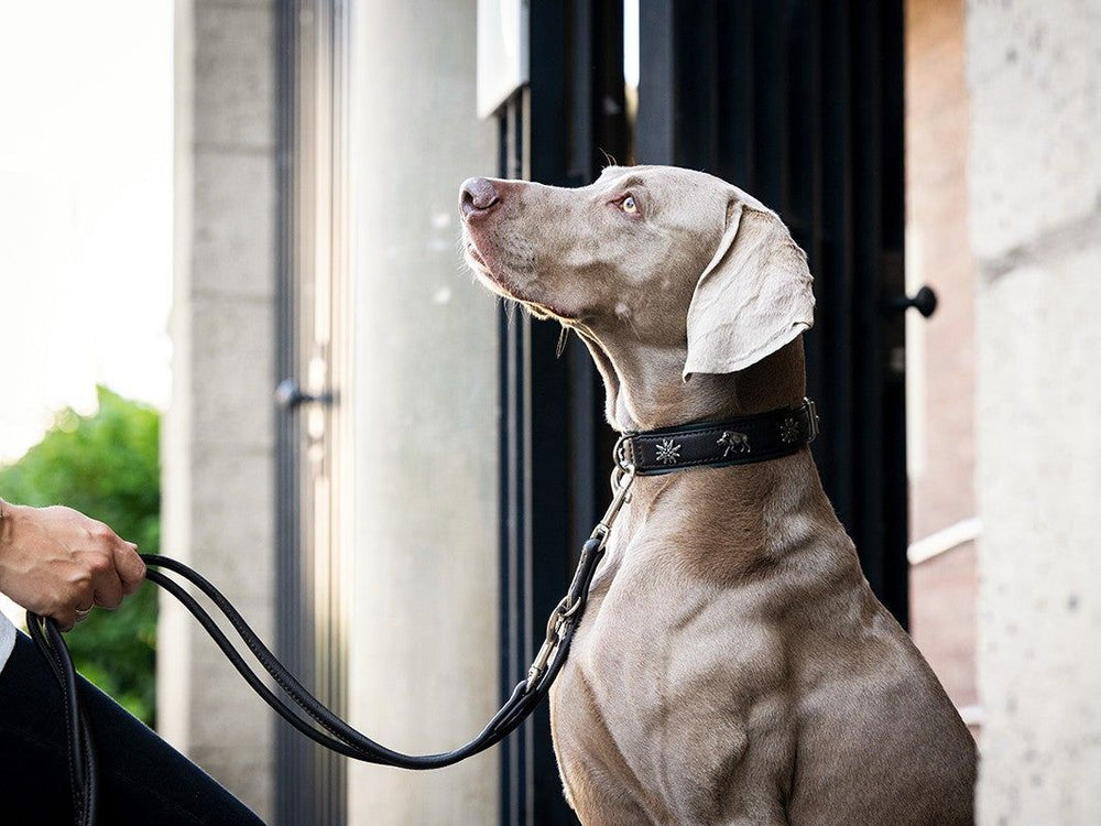 Eleganter Hund mit grauem Fell an runder, 3m langer Lederleine in Silber, vor urbanem Hintergrund.