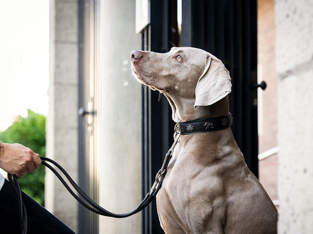 Eleganter Hund mit grauem Fell an runder, 3m langer Lederleine in Silber, vor urbanem Hintergrund.