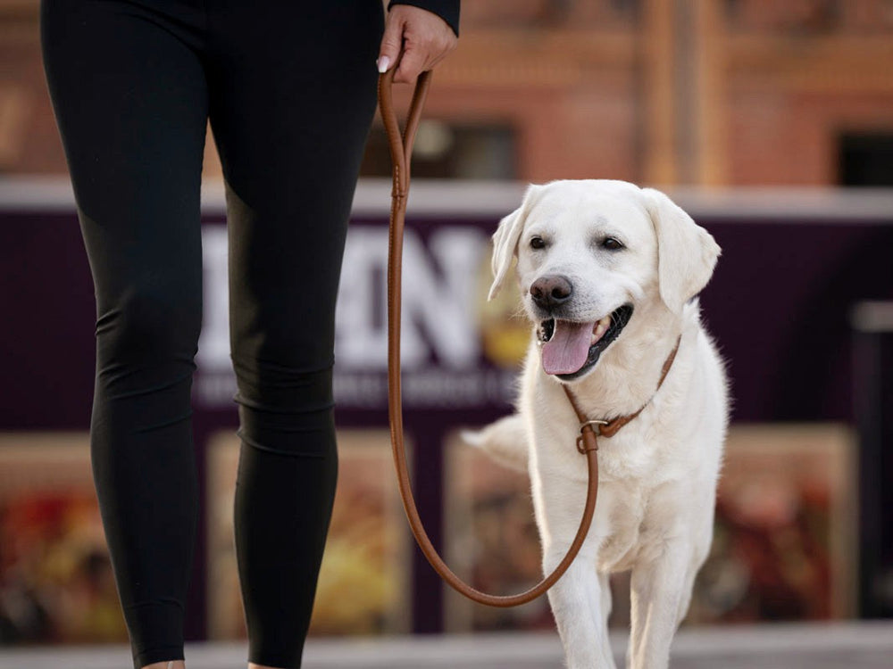 Eine Person in schwarzen Leggings führt einen glücklichen weißen Labrador Retriever an einer Cognac-farbenen Leine in der Stadt.