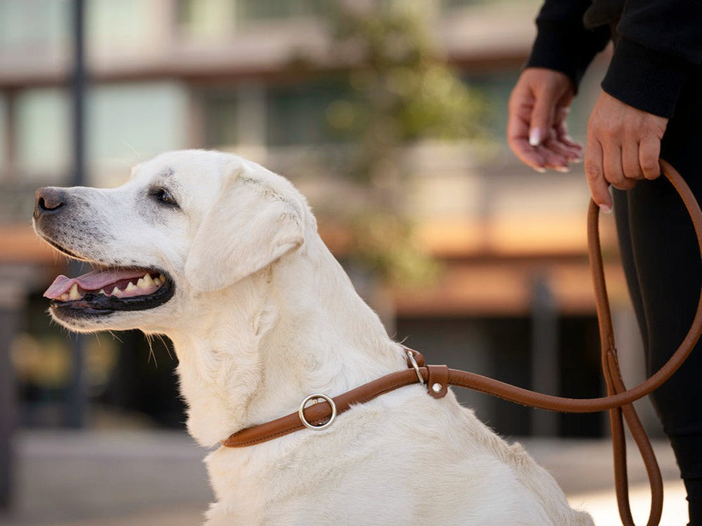 Weißer Labrador an brauner Leine, entspannt neben Person, unscharfe Gebäude im Hintergrund.