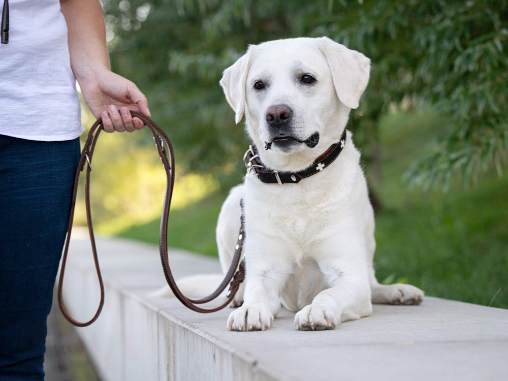 Weißer Labrador Retriever auf einer Mauer, neben ihm eine Person mit 3m Silber Lederleine in grüner, sonniger Umgebung.