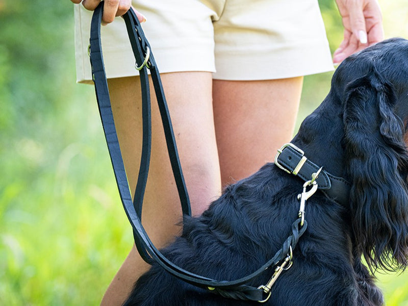 Person führt schwarzen Hund mit Lederleine im Freien, entspannte Haltung und unscharfer Hintergrund.