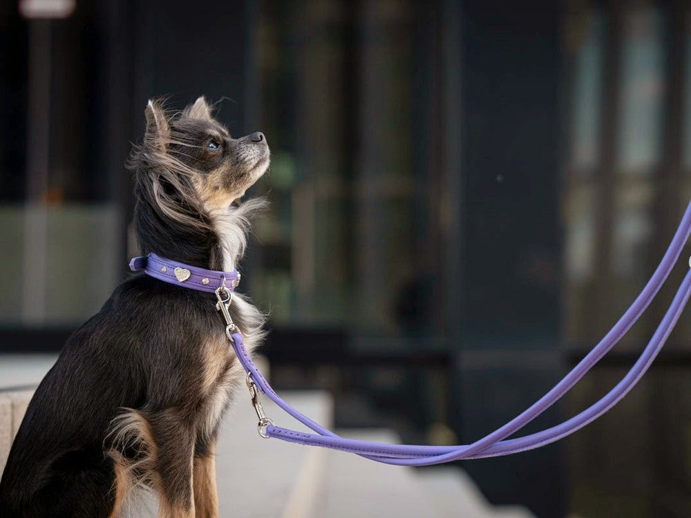Kleiner Hund mit seidigem Fell an lila Lederleine und passendem Halsband vor unscharfem Hintergrund.