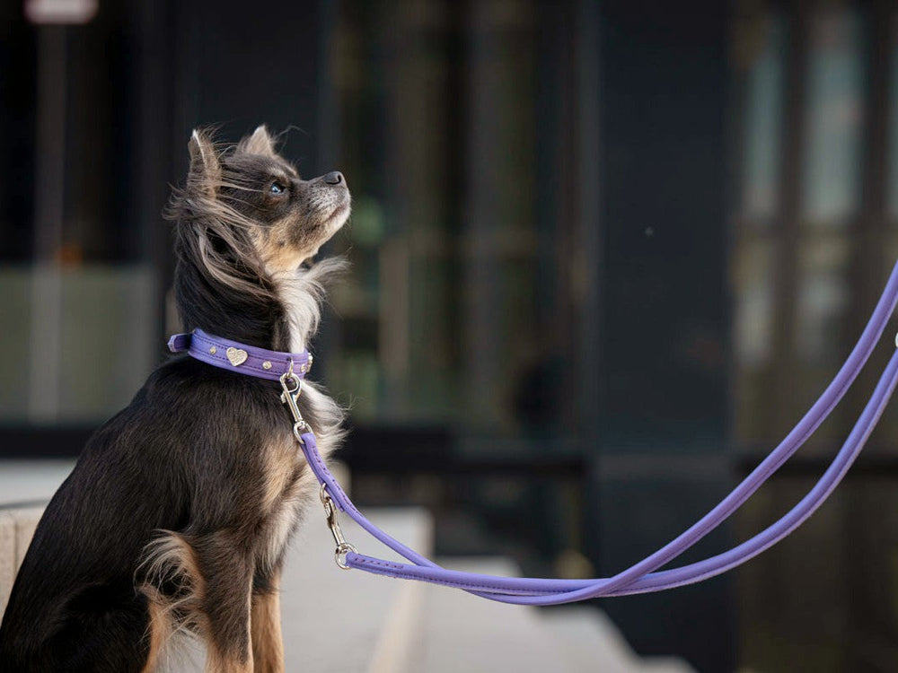 Kleiner Hund mit seidigem Fell an lila Lederleine und passendem Halsband vor unscharfem Hintergrund.