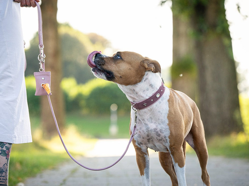 Brauner Hund mit weißem Bauch an pinker Leine bei einem Spaziergang mit Besitzer. Lederleine Rundgenäht 2m im Einsatz.