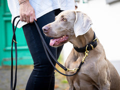 Weimaraner-Hund an einer 3m langen schwarzen Lederleine, entspannt sitzend und zur Seite schauend.