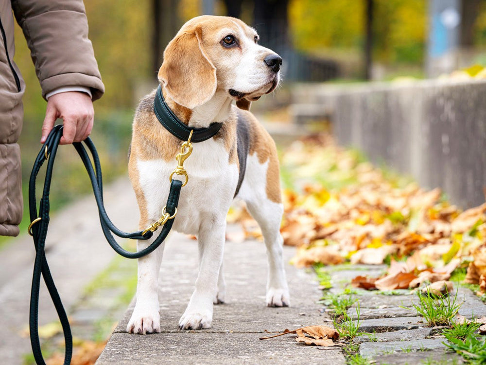 Beagle an einer silbernen Lederleine auf einem herbstlichen Gehweg mit herabgefallenen Blättern.