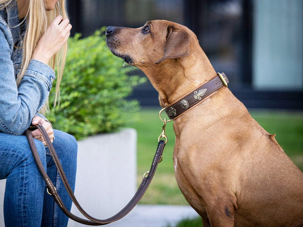 Frau spricht mit braunem Hund, der ein elegantes Halsband trägt, während sie eine Lederleine in der Hand hält.
