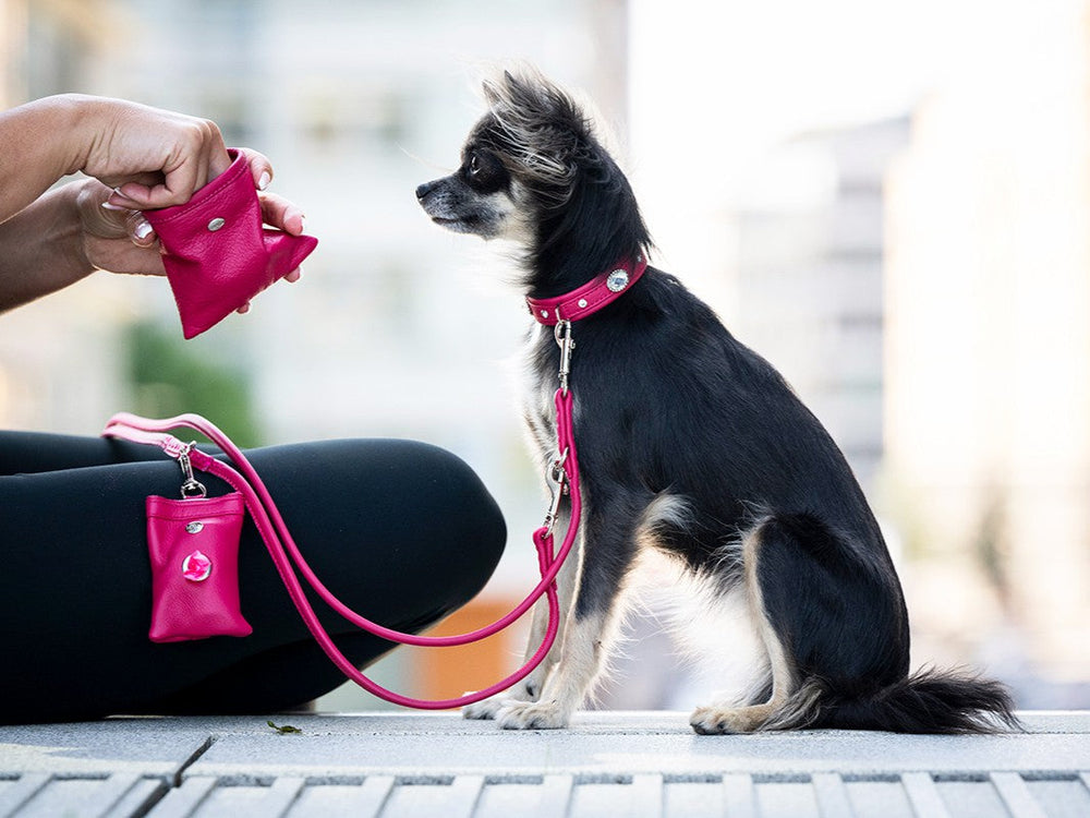 Person mit Chihuahua-Hund an pinker Lederleine, in der Hand ein pinkes Zubehör für Hunde.
