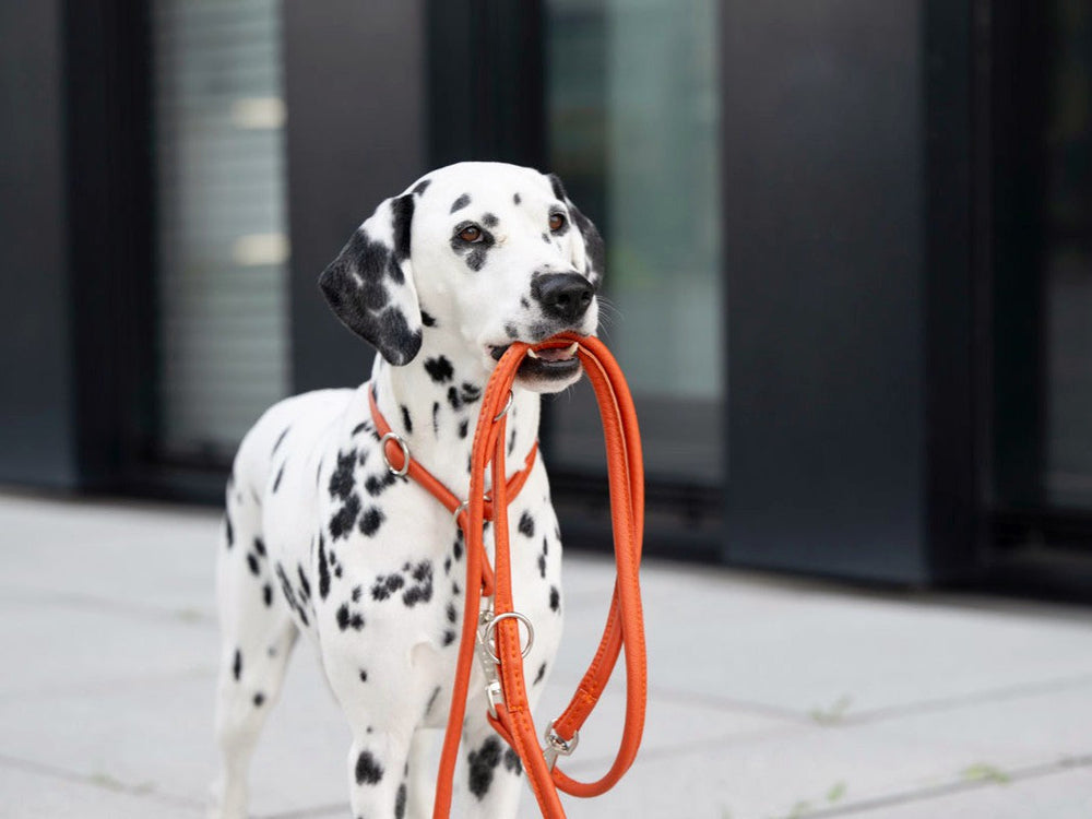 Dackel mit Dalmatiner-Fellmuster hält orangefarbene Lederleine im Maul vor modernem Stadt-Hintergrund.