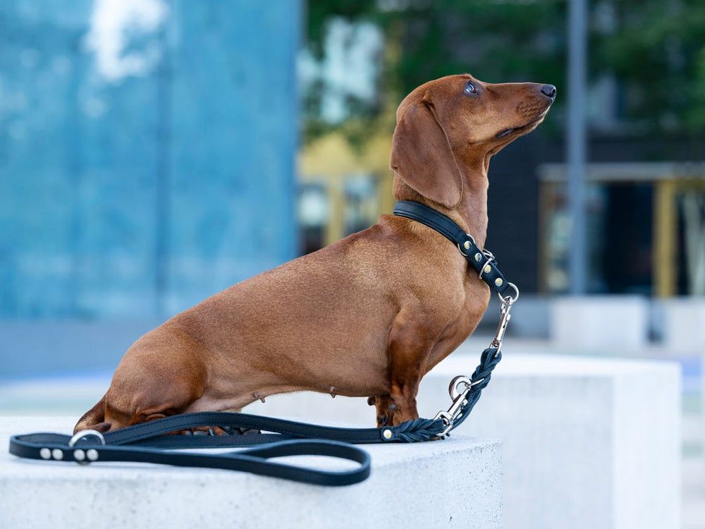 Brauner Dackel sitzt auf Betonkante mit schwarzem Halsband und Lederleine Klassik Premium 3m in Silber.