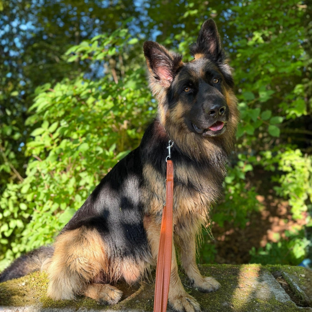 "Schafhund mit glänzendem Schwarz-Braunem Fell sitzt auf natürlichem Untergrund, umgeben von grünen Pflanzen."