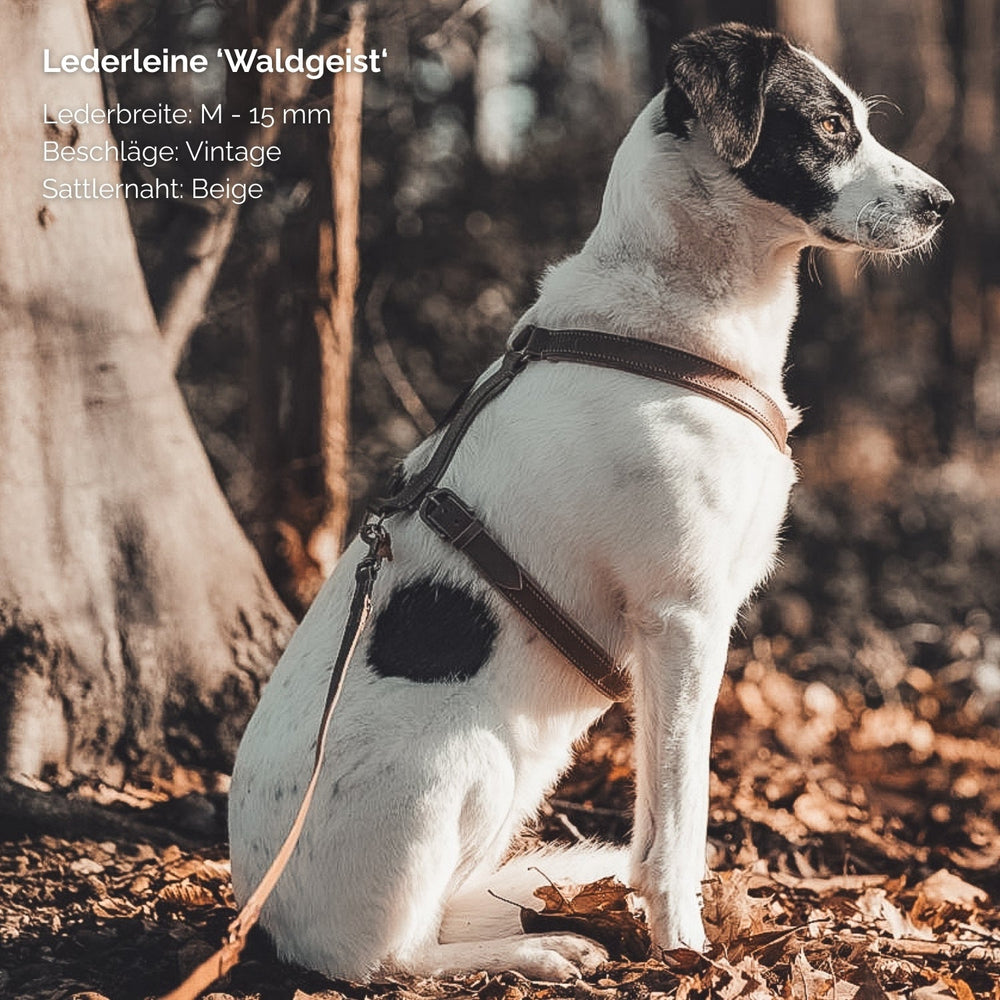 Hund im Wald mit beigem Geschirr und Lederleine 'Waldgeist' vor herbstlicher Baumkulisse.