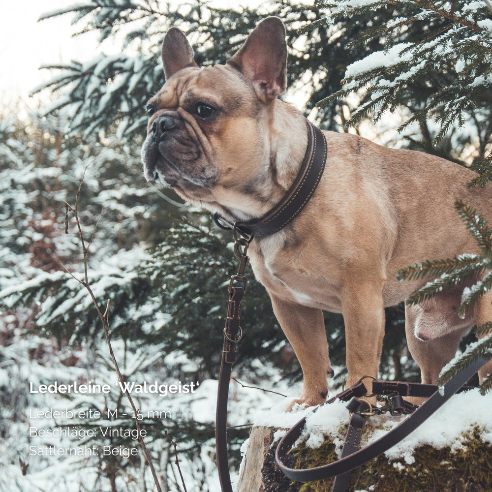 Französische Bulldogge an vintage Lederleine Waldgeist mit beigefarbenem Sattel, 15 mm breit.