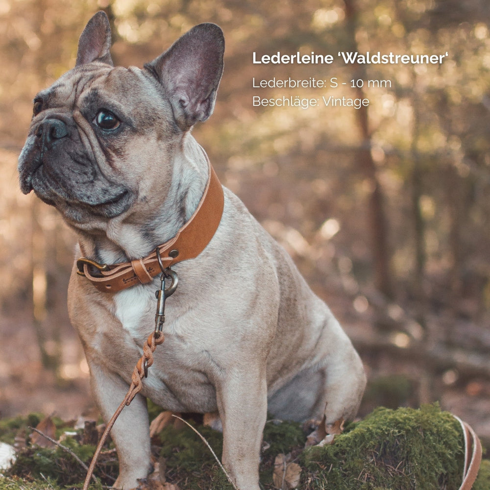 Französische Bulldogge mit brauner Lederleine und Halsband in natürlicher Umgebung zwischen Bäumen und Felsen.