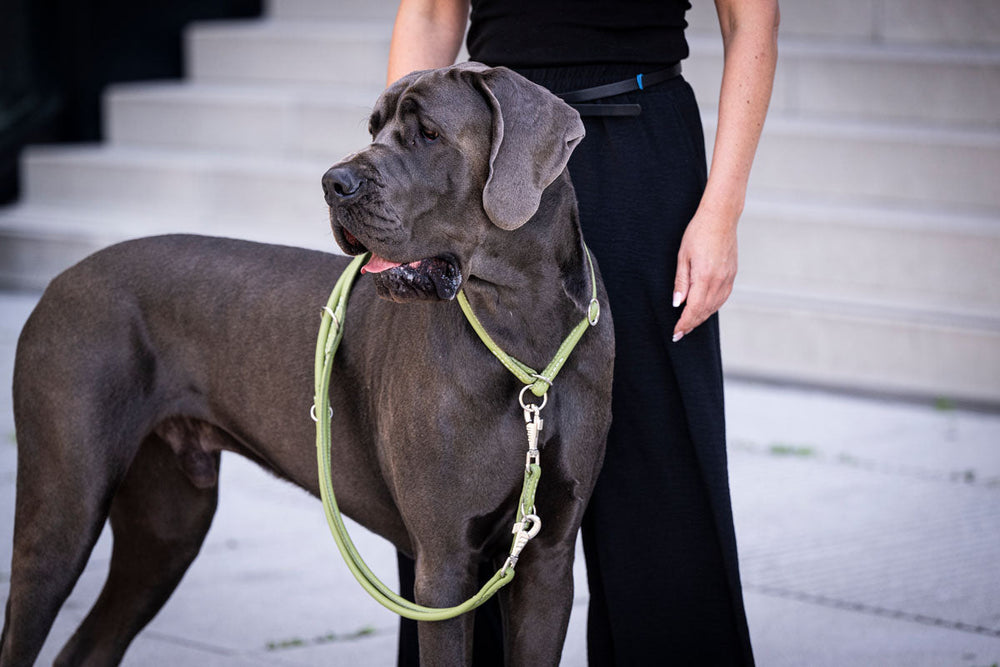 Graue Hund mit Halsband an grüner Leine, gehalten von Person in schwarzer Kleidung, aufmerksam und muskulös.