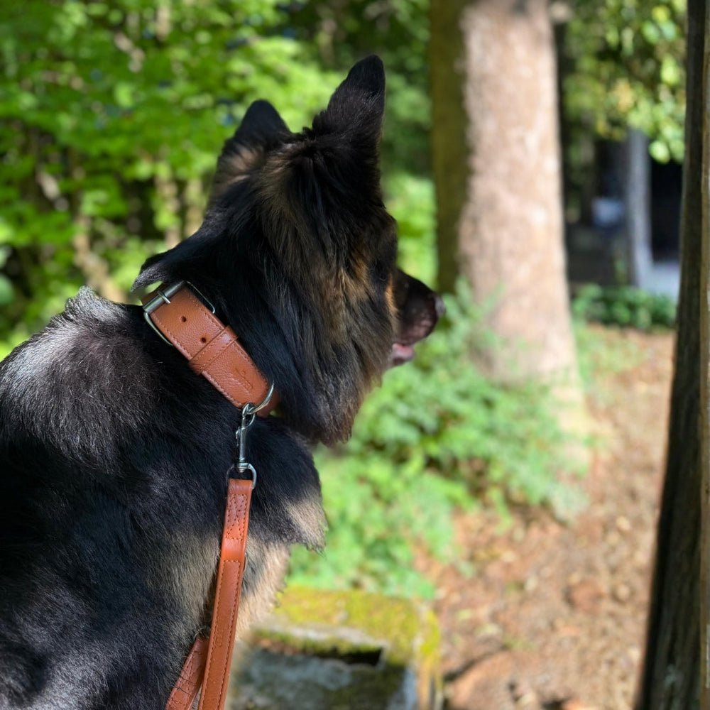 Hund mit glänzendem Fell an einer Leder Führleine Classic Soft in einer grünen Waldumgebung.