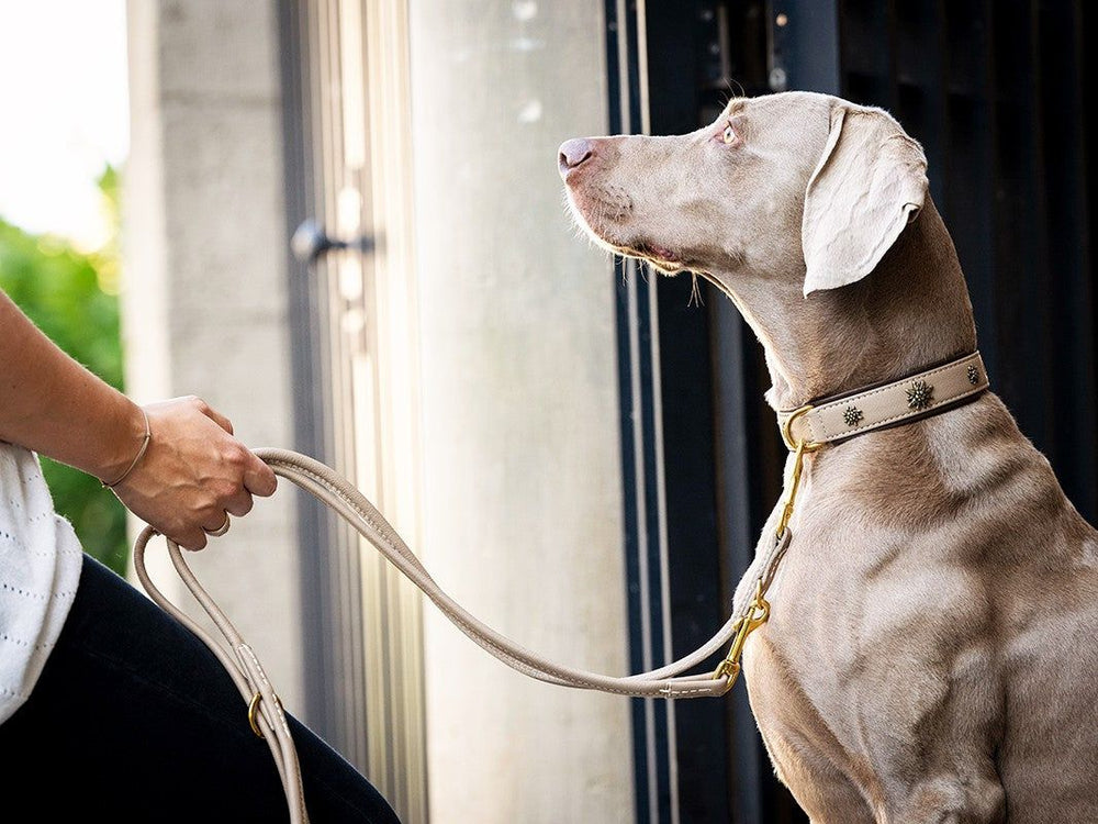 Hund an einer goldenen Lederleine, aufmerksam nach oben blickend, während eine Person in hellem Oberteil hält.
