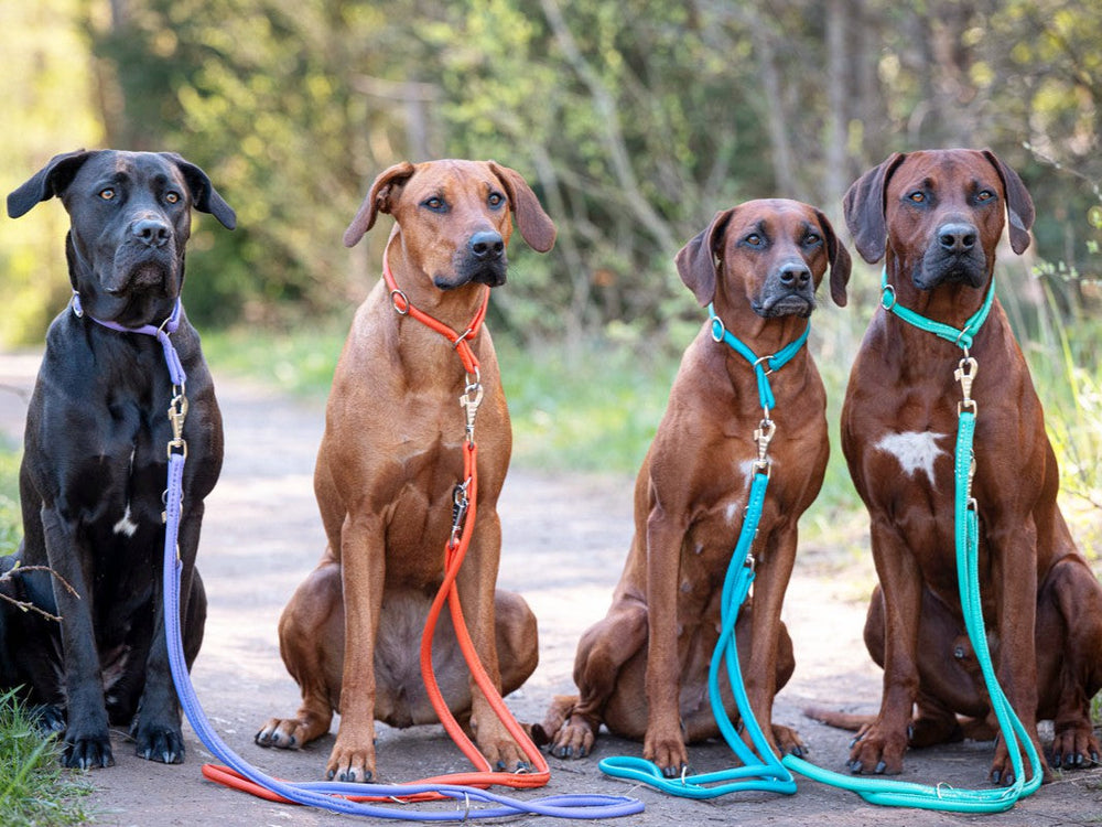 Vier Hunde an bunter Lederleine im Freien, der schwarze und drei braune Hunde posieren auf einem Weg in der Natur.