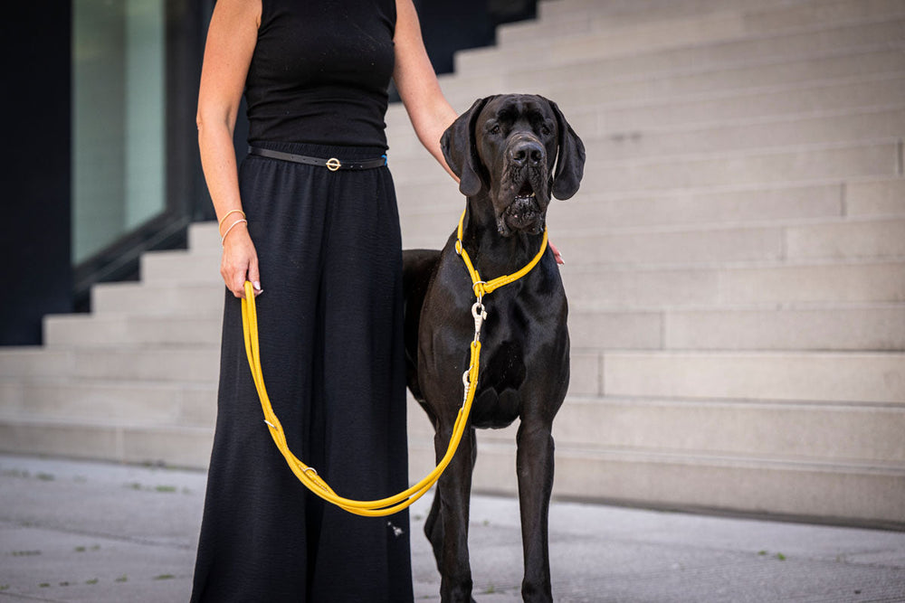 Frau mit schwarzem Oberteil hält großen schwarzen Hund an gelber Leine an einer Treppe, Halsband Rundgenäht Silber sichtbar.
