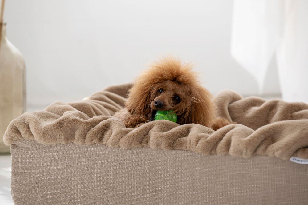 Kleiner Hund mit braunem, lockigem Fell im beige Hundebett Buddelbox® mit grünem Spielzeug.