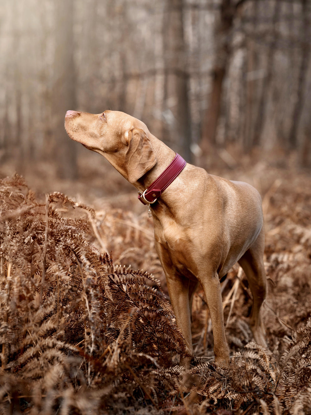 Beige Hund im Wald mit rotem Halsband zwischen Baumstämmen. Perfekte Kombination aus Stil und Funktionalität.