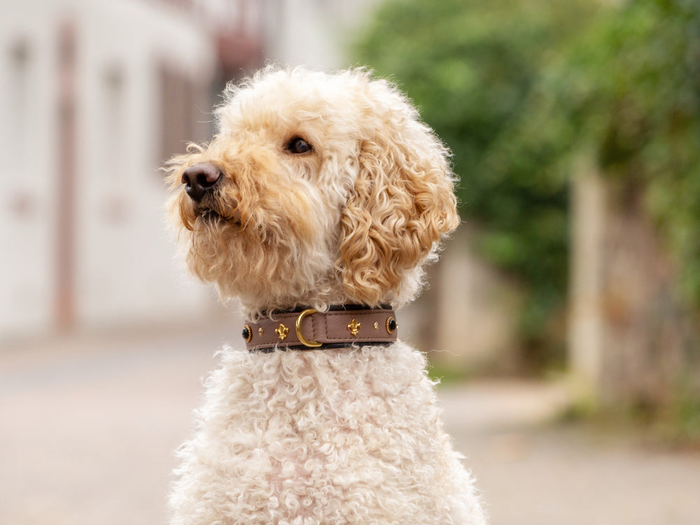 Hellbeiger, lockiger Hund mit braunem dekorativen Halsband auf verschwommenem Weg.