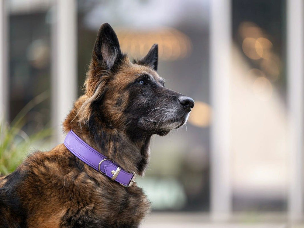 Hund mit braun-schwarzem Fell trägt lila Halsband im Vordergrund, unscharfer Hintergrund mit Lichtern und Pflanzen.