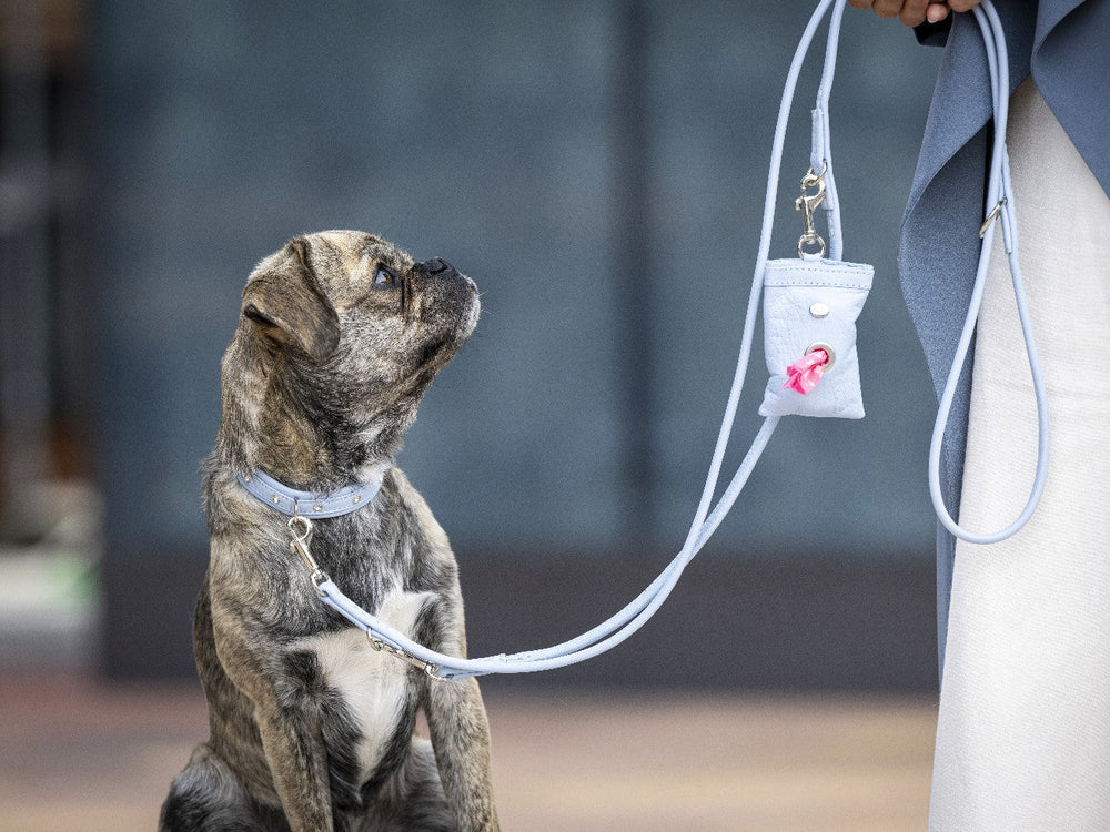 Kleiner gestromter Hund sitzt aufrecht mit hellblauem Halsband und einer Lederleine in der Hand, schaut nach oben.