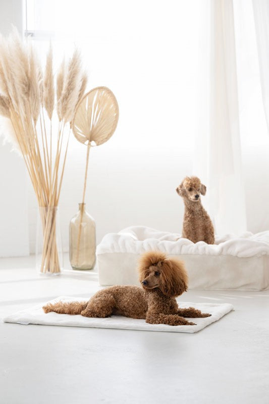 Zwei Pudel entspannen auf einem weißen Teppich, umgeben von Trockenblumen und einem Hundebett.