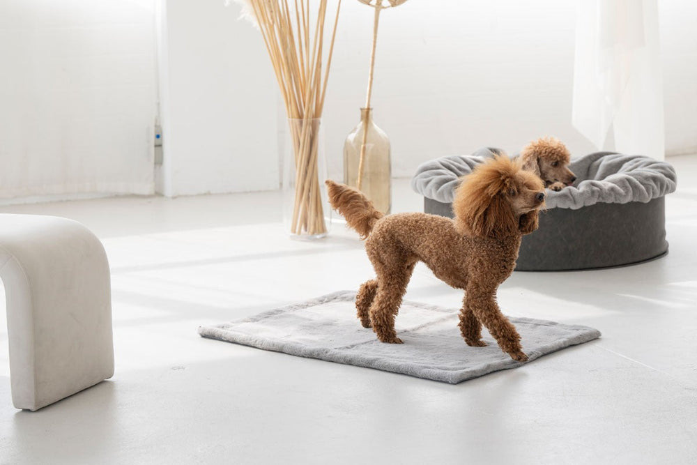 Zwei Pudel auf einer grauen Hundedecke aus Webpelz in einem hellen Raum mit dekorativen Pflanzen im Hintergrund.