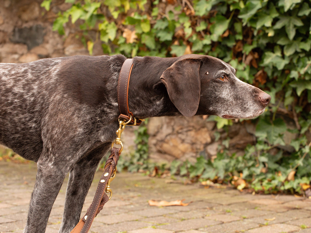 Gestromter Hund mit brauner Leine auf gepflastertem Weg vor begrüntem Mauerhintergrund.