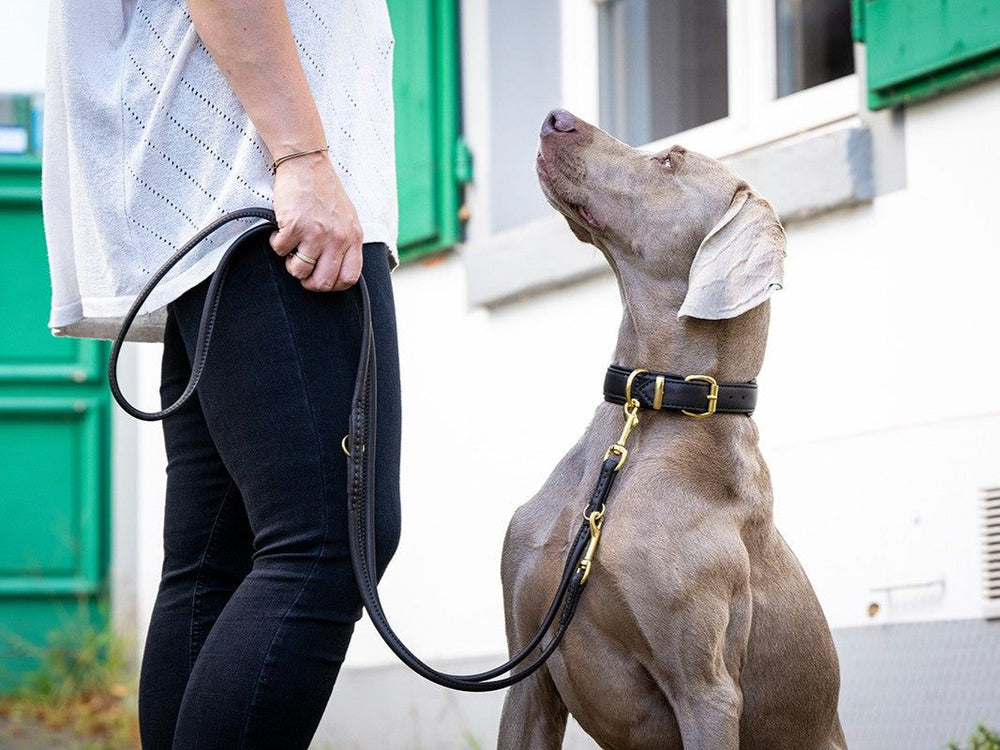 Eine Person mit einem Hund an der Leine trägt ein helles Oberteil und schwarze Hosen, umgeben von grünen Fenstern.